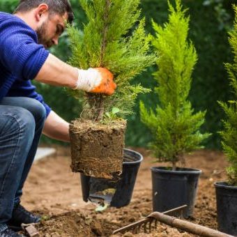 Tree Planting 2