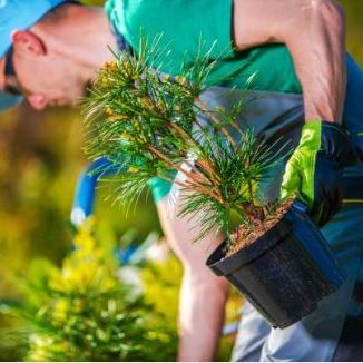 Tree planting